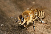 Uma abelha em cima de madeira