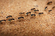 Formigas na areia